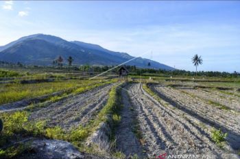 Lahan pertanian di Sulteng terancam hilang perlahan-lahan