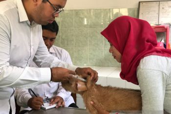 DPP: Vaksinasi rabies di Yogyakarta diprioritaskan untuk anjing