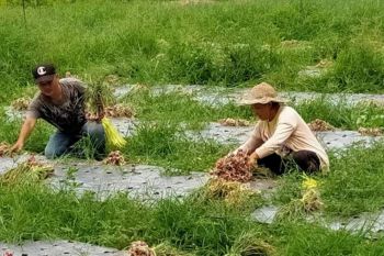 Minahasa Tenggara gaet milenial kembangkan pertanian