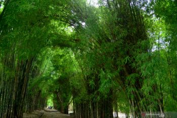 Wisata Hutan Bambu Surabaya