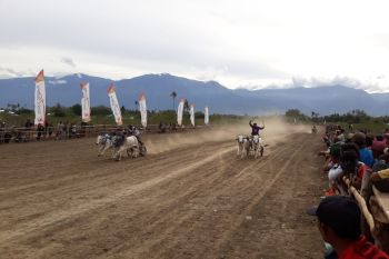 Penyintas di Sigi gelar lomba sapi gerobak pulihkan trauma