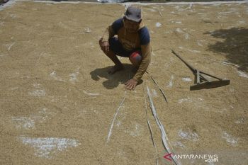 Harga gabah kering turun di Makassar