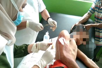 Warga Inhil diterkam buaya saat cari udang