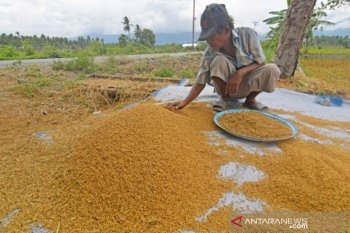 Panen padi belum maksimal pascagempa di Sigi