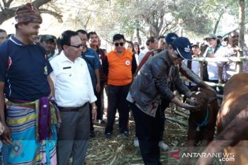 Mampukah Kupang tetap jadi gudang ternak di NTT