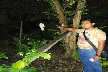 Polda Papua amankan pemilik satwa dilindungi di Skamto Keerom