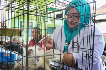 Vaksinasi rabies di Yogyakarta didominasi kucing