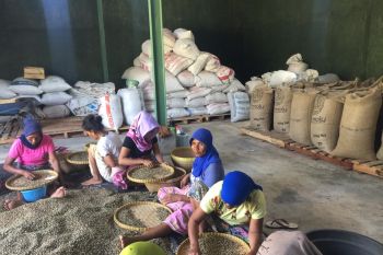 Bupati Lombok Utara mengajak petani kopi perbaiki perlakuan pascapanen