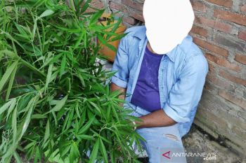 Seorang buruh ditangkap tanam ganja dan disimpan di atas kandang sapi