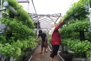 Pertanian urban kebun vertikal