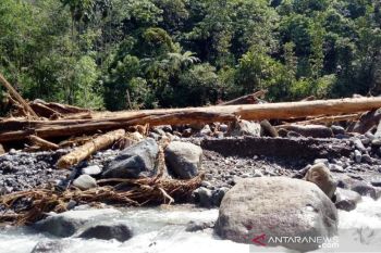 BKSDA Agam temukan kayu diduga ditebang mesin di hulu sungai lokasi banjir bandang