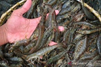 Ekspor udang vaname Parigi Moutong  kena dampak COVID-19