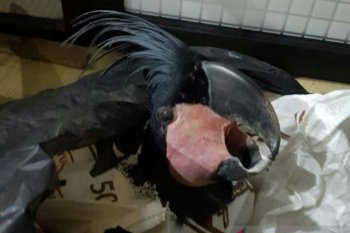 Tiga penyelundup satwa dilindungi ditangkap polisi