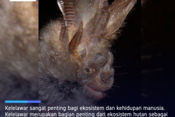 Virolog China mengklaim kelelawar tapal kuda sebagai inang COVID-19