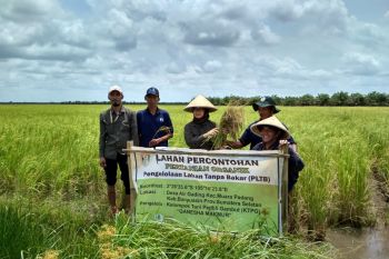Memuliakan lahan  gambut