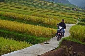 2.753 desa di Sumatera Selatan belum  terima pencairan dana desa