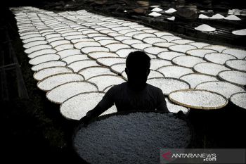 Penurunan produksi tepung Tapioka