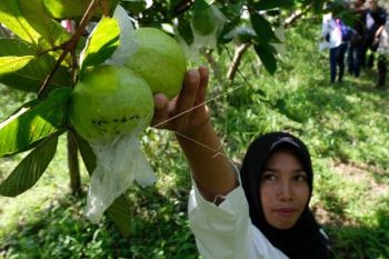 Harga jambu biji naik