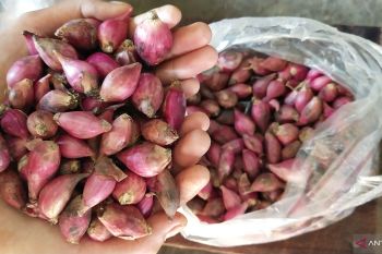 Harga bawang merah naik di Mesuji