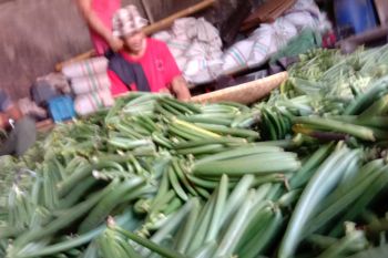 Petani Vanili Sulut khawatirkan harga tidak menentu