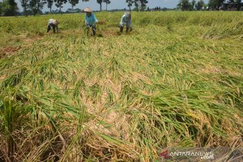Tanaman padi di Jombang diserang hama wereng