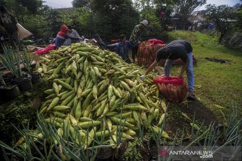 Panen raya jagung