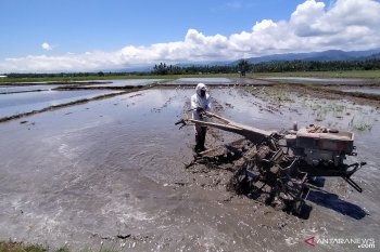 Petani di Parigi Moutong tetap bersawah