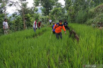 Lahan pertanian retak
