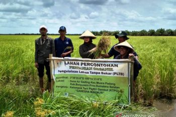 BRG optimalkan tiga cara restorasi lahan gambut di Sumsel
