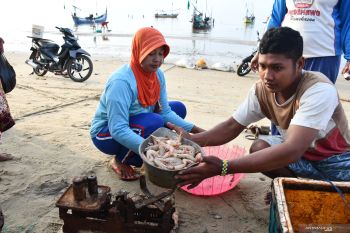 Harga udang windu menurun