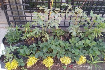 Berkebun di rumah jadi tren selama karantina
