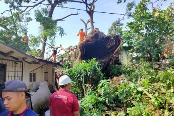 Pohon tumbang timpa delapan rumah warga