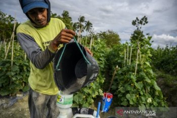 Ketersediaan pupuk bersubsidi nasional
