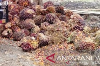 Harga sawit naik karena Malaysia tetapkan "lockdown"