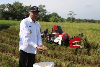 Pemkab Sleman menjamin ketersediaan pangan hingga enam bulan ke depan
