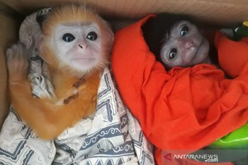 Hewan Owa dan  Lutung diselamatkan dari perdagangan satwa liar