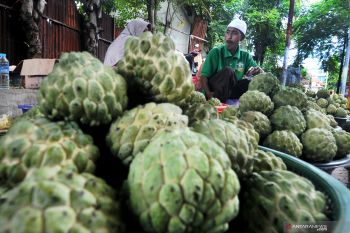 Buah Srikaya Madura