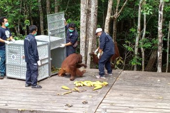 Tiga orangutan  dilepasliarkan  di Taman Nasional Tanjung Puting