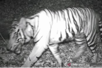 Saving Indonesia's elephants and tigers from extinction