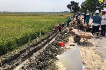 Ditengah pandemi COVID-19, Kementan genjot padat karya sektor perkebunan dengan upah kerja