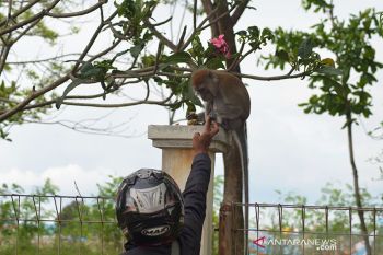 Memberi makan moyet liar