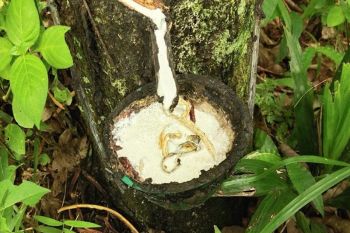 Harga karet di Lampung anjlok Rp3.000/Kg