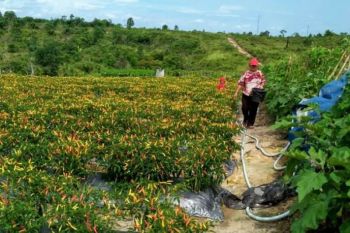 Petani di Gumas ingin perluas lahan untuk menanam cabai