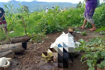 Seorang petani renta tewas di lahan jagungnya sendiri