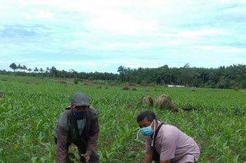 Belasan hektare lahan jagung terserang ulat grayak