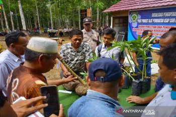 Umbi porang  alternatif bahan pangan di kabupaten Balangan, Kalsel