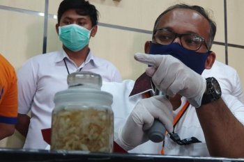 Penyelundupan benih lobster senilai Rp4,2 miliar digagalkan petugas