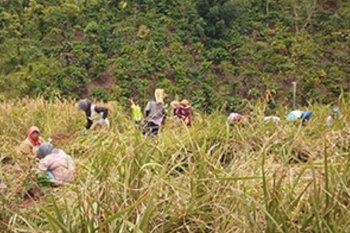 Petani muda Indonesia hanya 2,7 juta orang