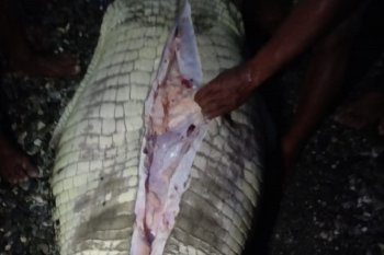 Buaya telan bocah enam tahun