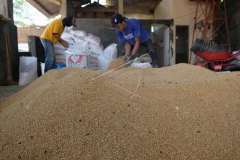 Harga pakan ayam naik
